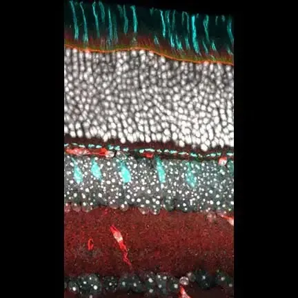 RetinaSlice 40x Actin PNA DAPI.black