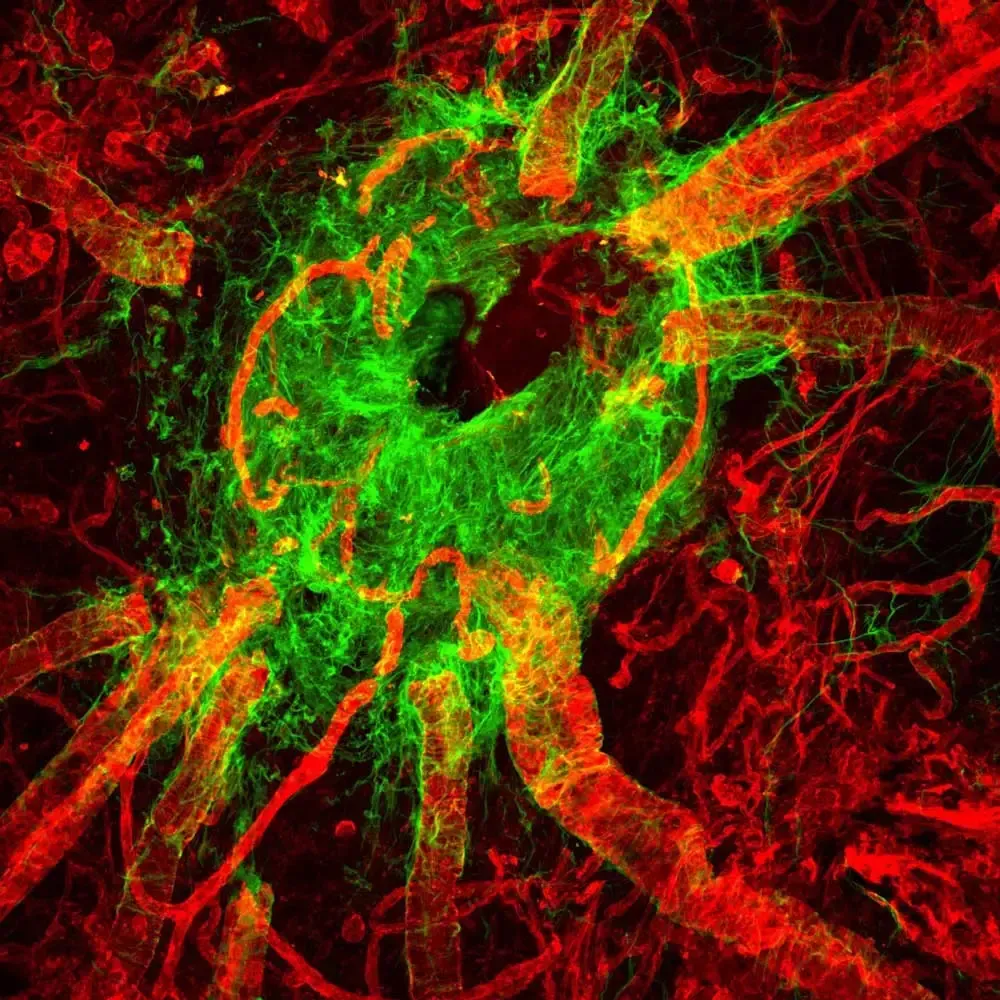 Image 4 MP4 Rat Retina FM ON lectin 555 GFAP 488 20x